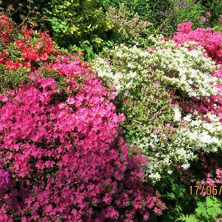Wildgarten *
